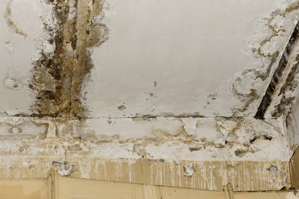 Best Ceiling water damage repair  in Greenup, KY